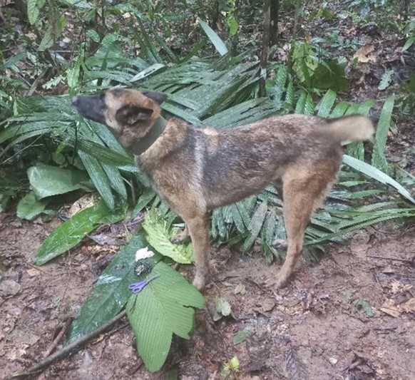 Wilson, un héros canin, manque à l'appel.