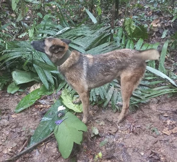 Wilson, un héros canin, manque à l'appel.