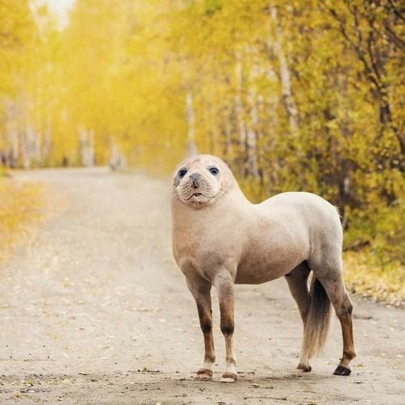 cute news pferd robbe photoshop

https://ch.pinterest.com/pin/1121888957171365934/