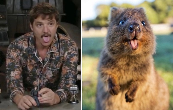 PEDRO PASCAL ALS QUOKKA

https://twitter.com/Pandamoanimum/status/1687031904015458304