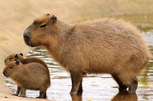 cute news tier capybara

https://imgur.com/t/capybara/DdQTq10