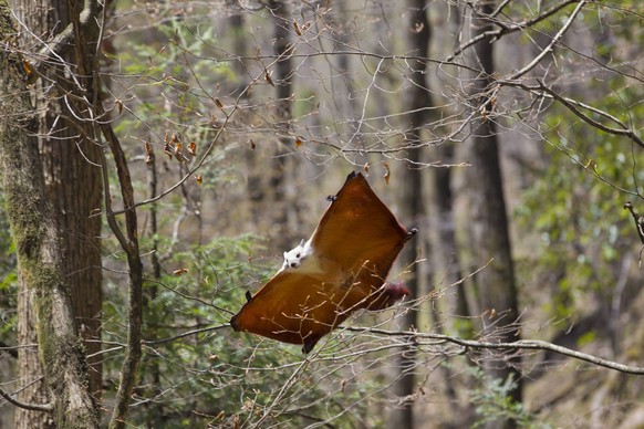 Red and White Giant Flying Squirrel (Petaurista alborufus) gliding, Foping Nature Reserve, Qinling Mountains, Shaanxi province, China. PUBLICATIONxINxGERxSUIxAUTxONLY 1466528 WillxBurrard-Lucas
Red a ...