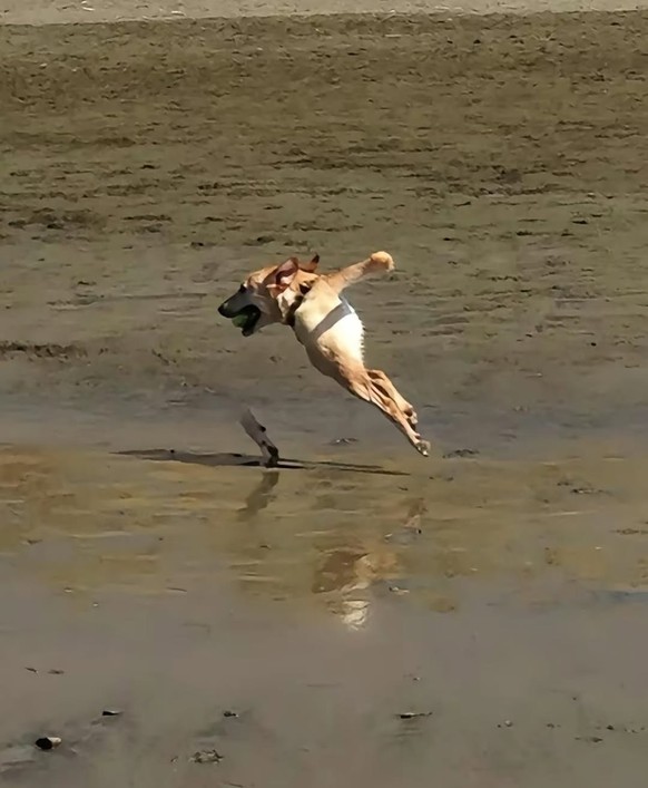 Die lustigsten Fails der Woche: Panorama-Bilder mit Hunden