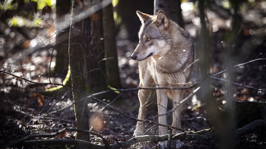 Ein Wolf im Wildpark Bruderhaus, aufgenommen am Montag, 5. Februar 2024 in Winterthur. (KEYSTONE/Michael Buholzer)