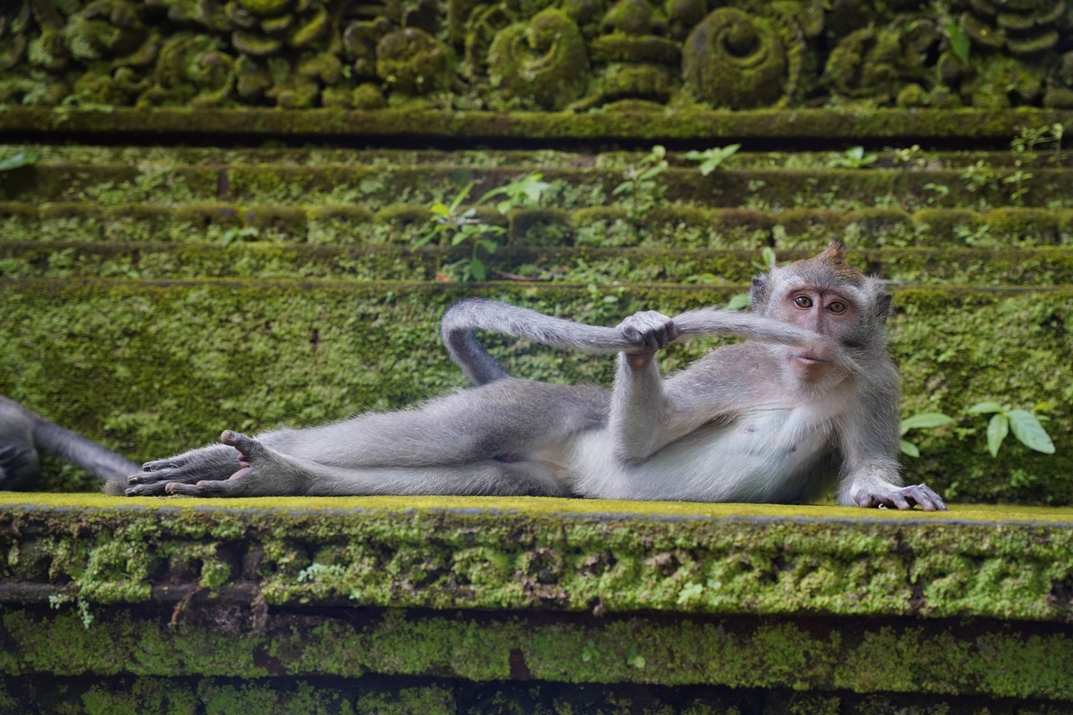 The Comedy Wildlife Photography Awards 2023
Delphine Casimir
Brussels
Belgium
Title: The rainforest dandy
Description: This picture was taken in the monkey forest in Ubud, Bali. This place is a crazy ...