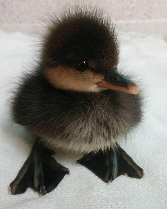 cute news animal tier ente

https://imgur.com/t/aww/Ly2CFSB