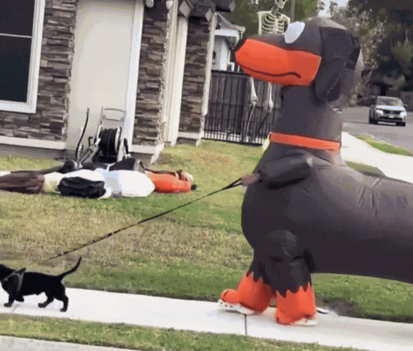 GIF animé