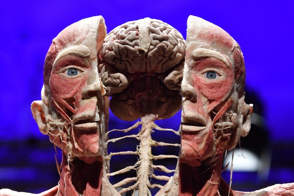 epa10351556 Plastinated human bodies are on display in a preview of 'The Body Worlds' exhibition at the Palace of Culture and Science in Warsaw, Poland, 06 December 2022. The exhibiton that  ...