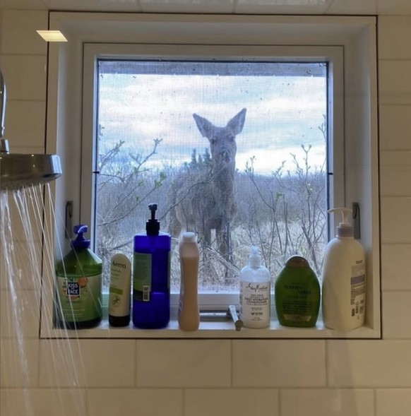 Die lustigsten fails der Woche: Reh in der Dusche