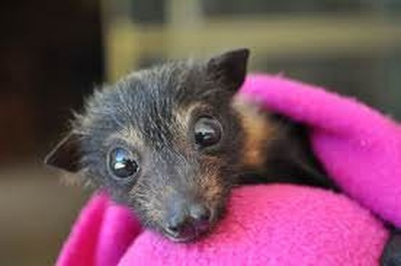 cute news tier fledermaus

https://imgur.com/t/bat/Jivhc