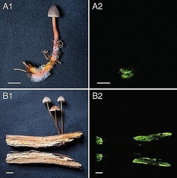 M. crocata à la lumière (à gauche) et dans l&#039;obscurité (à droite). La bioluminescence du mycélium rend le bois lumineux.