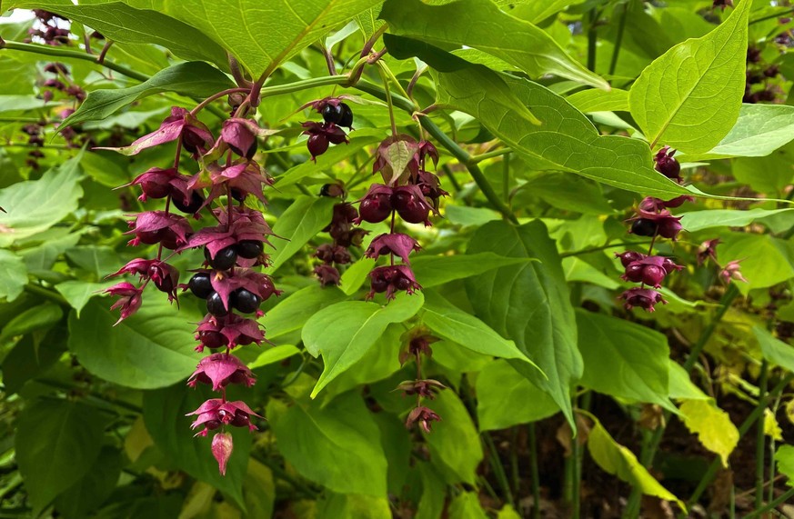 Leycesteria formosa.