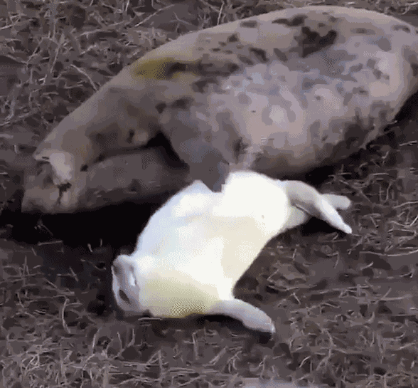 GIF animé