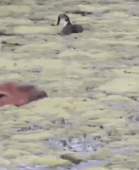 GIF animé