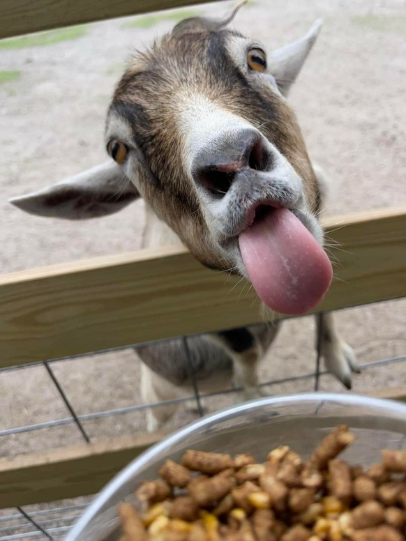 cute news tier ziege

https://cz.pinterest.com/pin/152700243608880949/