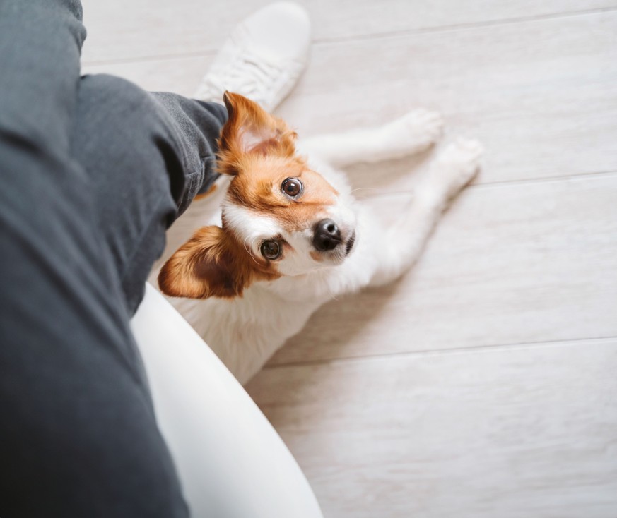 CH-use only! | Zurich, Switzerland | 2025 12 01 | GettyImages photo of close-up view of a cute little dog looking up at its owner, who is sitting next to the dog on the couch, showing just their legs  ...