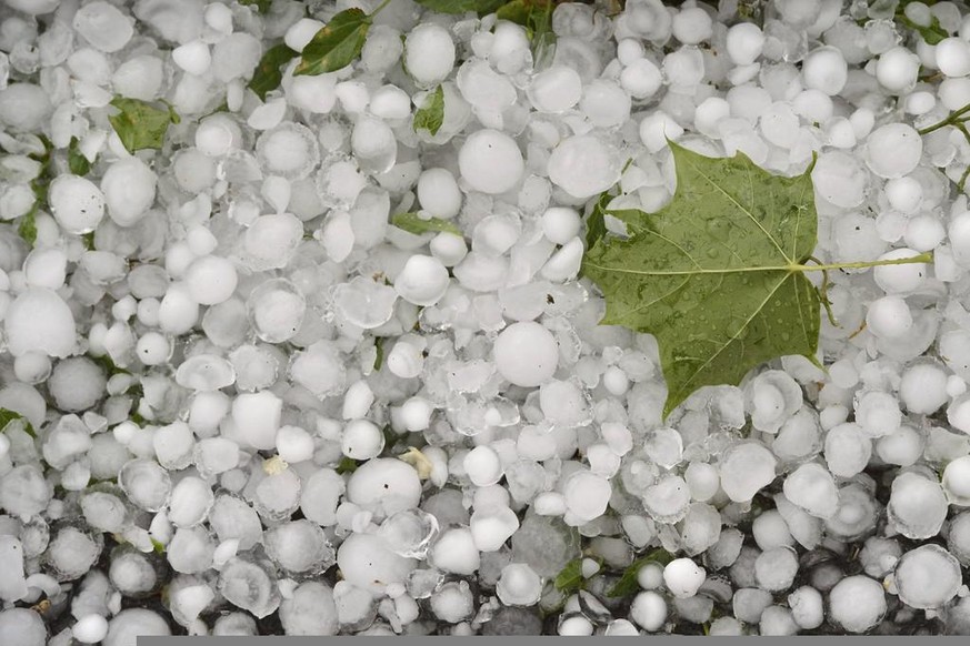 Une feuille photographiee sur un tapis de grele, suite a un violent orage de grele qui s&#039;est abattu sur Geneve, ce jeudi 20 juin 2013. (KEYSTONE/Martial Trezzini)