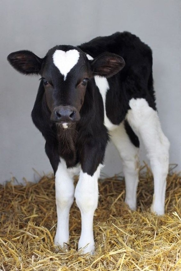 cute news tier kuh

https://www.pinterest.ch/pin/1121888957169340061/