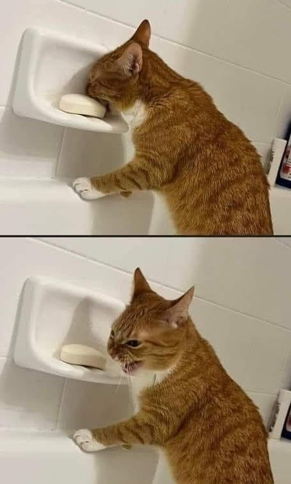 Die lustigsten Fails der Woche: Katze isst Seife