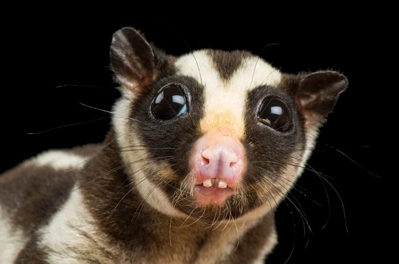 Grosser Streifenbeutler (Dactylopsila trivirgata) 

https://www.reddit.com/r/AIDKE/comments/1vs0jbq/indonesian_striped_possum_dactylopsila_trivirgata/