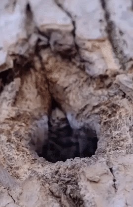 GIF animé