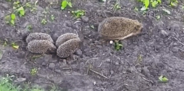 GIF animé
