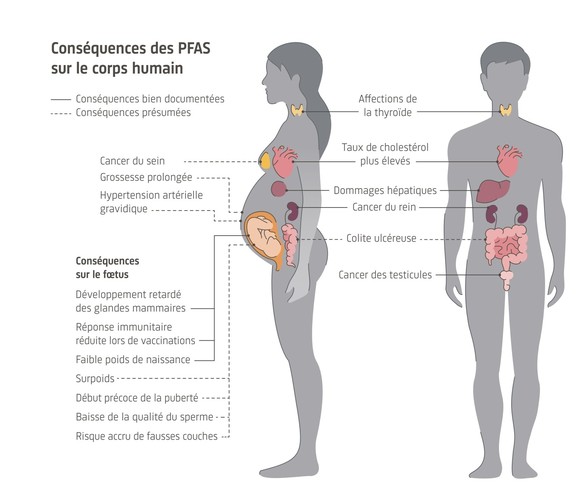 Illustration des conséquences des PFAS sur le corps humain, extrait du document "PFAS : présence, risques et pistes d’action" de l'Académie suisse des sciences naturelles (SCNAT)