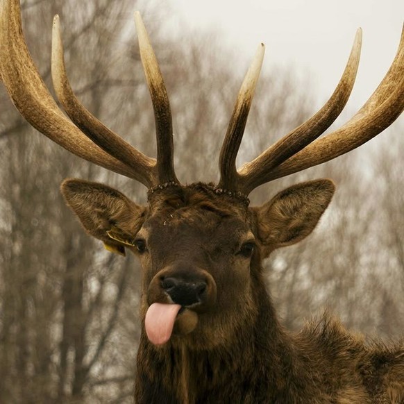 cute news tier hirsch

https://ch.pinterest.com/pin/1121888957175525872/