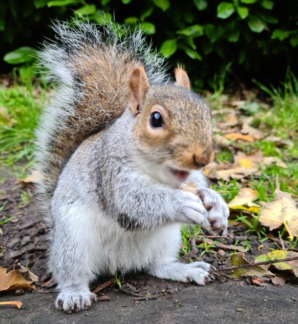 cute news animal tier eichhörnchen squirrel

https://www.reddit.com/r/squirrels/comments/tkd329/a_cute_handsome_happy_boy/