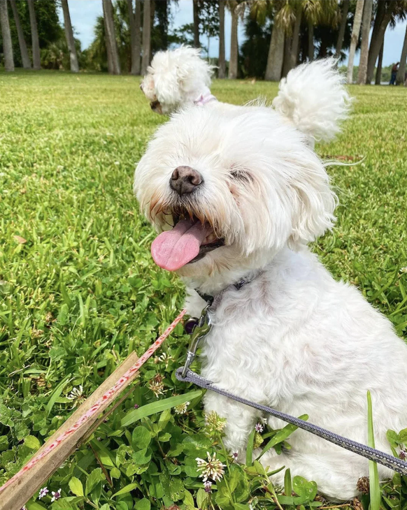 Optische Täuschung: Hund mit Frisur