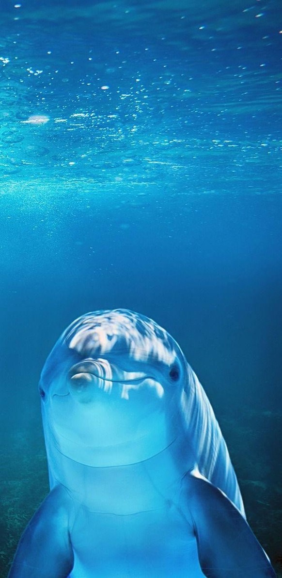 cute news tier delfin

https://www.reddit.com/r/dolphin/comments/1elqfur/sea_the_world_through_dolphin_eyes/