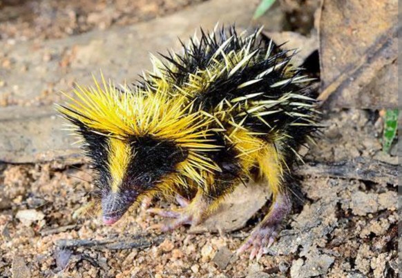 cute news tier eigentlicher streifentenrek

https://imgur.com/gallery/hello-imgur-today-i-am-shouting-biologist-this-is-lowland-streaked-tenrec-ScEAOhe#/t/aww
