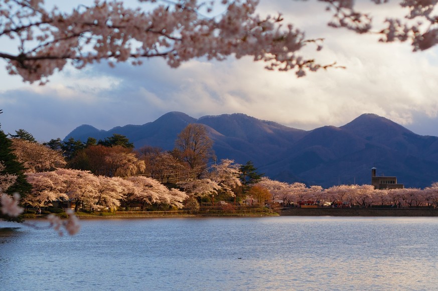 Cherry blossoms and mountains at a lake in Morioka.