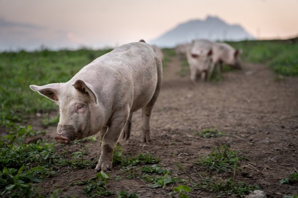QUATRE PATTES fait campagne pour améliorer les conditions de vie des animaux dits de rente, aussi en Suisse.
