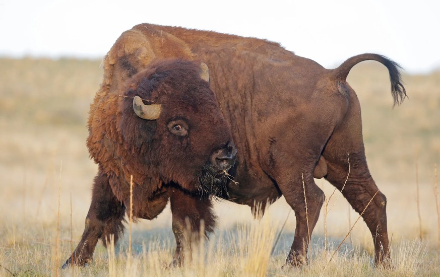 Un bison sur Antelope Island, dans l&#039;Etat américain de l&#039;Utah.