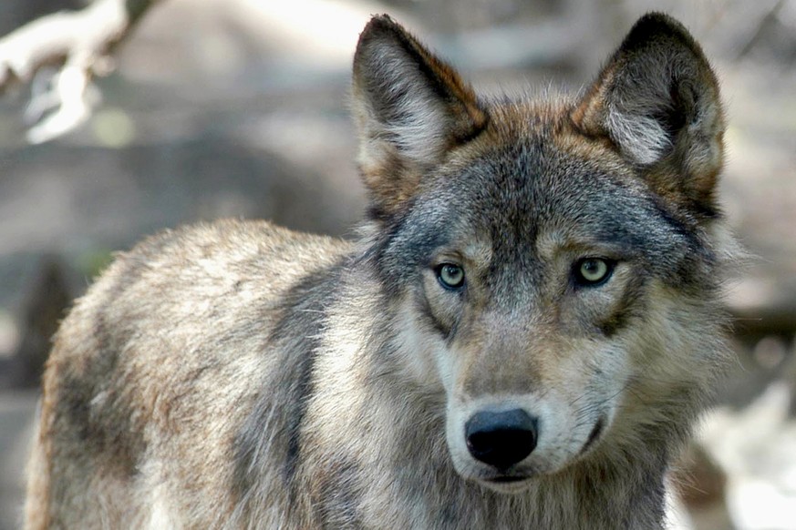 FILE - A gray wolf is seen, July 16, 2004, at the Wildlife Science Center in Forest Lake, Minn. Wisconsin wildlife officials were expected to vote Wednesday, Oct. 25, 2023, on a contentious new wolf m ...