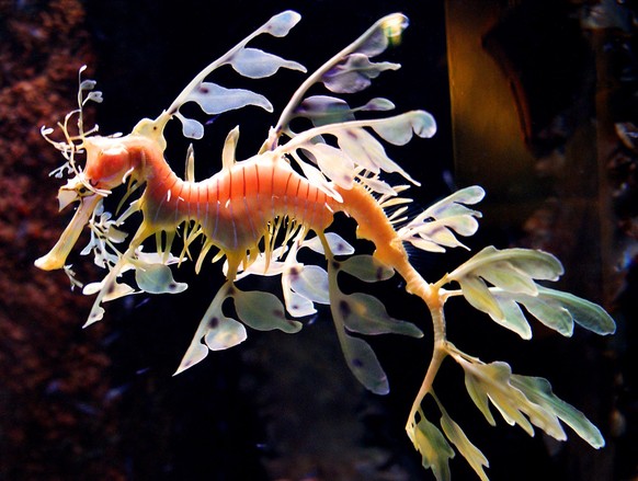grosser fetzenfisch