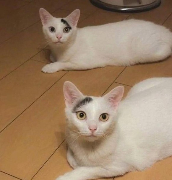 cutenews tier katze

https://www.reddit.com/r/CatsBeingCats/comments/1nz4nzi/no_dna_test_needed/