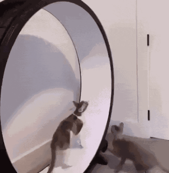 GIF animé