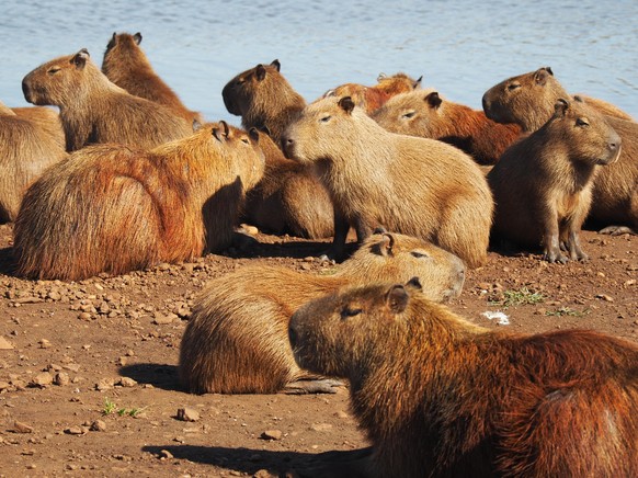 A group of capybara hanging out at a lake at daytime 759924 RECORD DATE NOT STATED