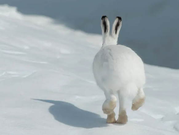 En robe d'hiver, le lièvre est à peine visible sur la neige.