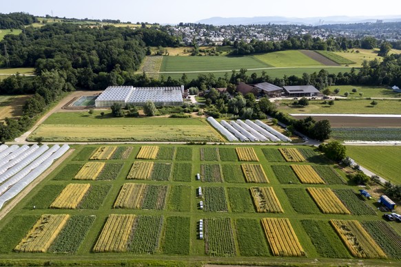 Das Areal des DOK-Versuchs der Forschungsinstitutionen Agroscope und FiBL (Forschungsinstitut fuer biologischen Landbau) in Therwil, am Mittwoch, 25. Juni 2025. Im weltweit am laengsten laufenden Feld ...