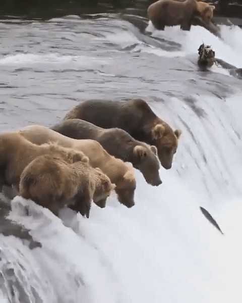 GIF animé
