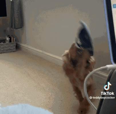 GIF animé