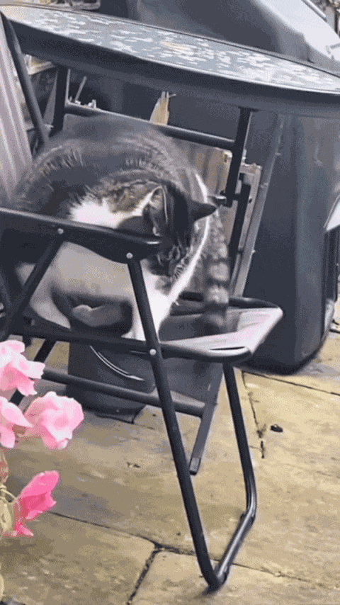 GIF animé