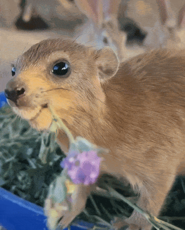 GIF animé