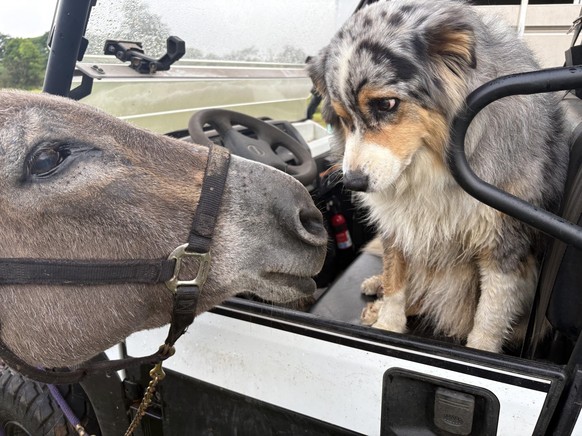 cute news tier esel hund

https://www.reddit.com/r/Donkeys/comments/1v7rum0/sometimes_these_two_get_into_these_conversations/