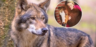 Un loup a tué le poney de von der Leyen, l'Europe veut serrer la vis