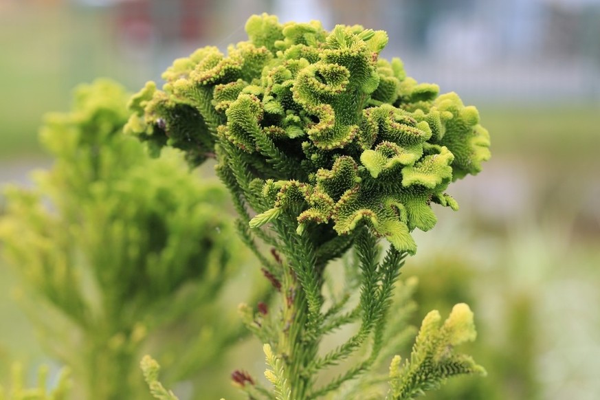 Cryptomeria japonica 'Cristata'.