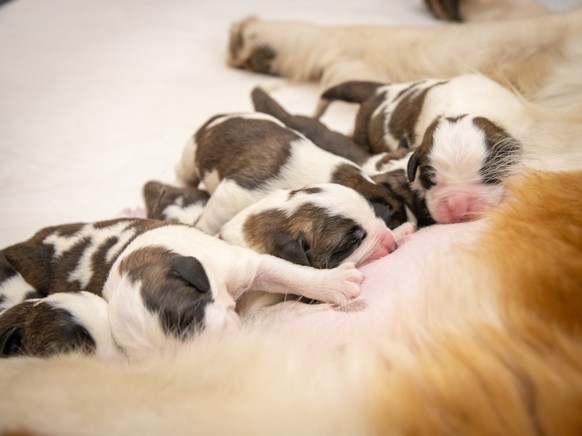Les chiots de la fondation Barry